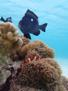 宮古島 ADVENTURE PiPi（ミヤコジマ アドベンチャー ピピ）に投稿された画像（2022/7/21）