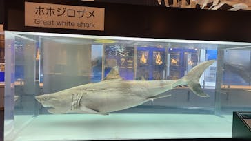 沖縄美ら海水族館に投稿された画像（2022/7/21）