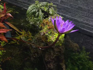 すみだ水族館に投稿された画像（2022/7/22）