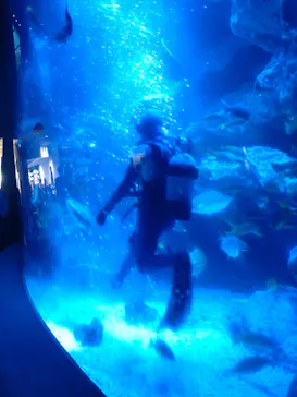 すみだ水族館に投稿された画像（2022/7/22）