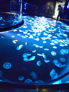 すみだ水族館に投稿された画像（2022/7/22）