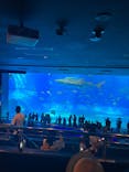 沖縄美ら海水族館に投稿された画像（2022/7/22）