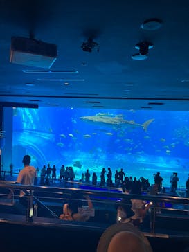 沖縄美ら海水族館に投稿された画像（2022/7/22）