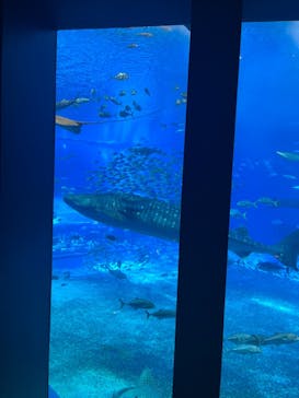 沖縄美ら海水族館に投稿された画像（2022/7/22）