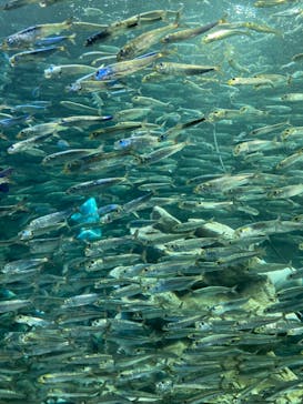 サンシャイン水族館に投稿された画像（2022/7/22）