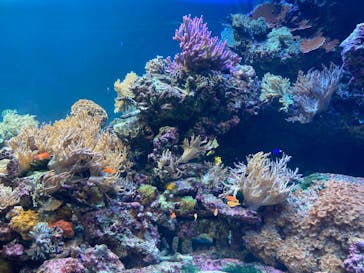 サンシャイン水族館に投稿された画像（2022/7/22）