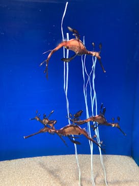 サンシャイン水族館に投稿された画像（2022/7/22）