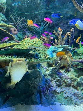 サンシャイン水族館に投稿された画像（2022/7/22）