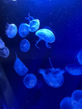 サンシャイン水族館に投稿された画像（2022/7/22）