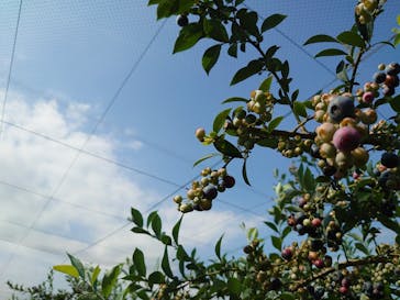 酒々井まがり家に投稿された画像（2022/7/22）