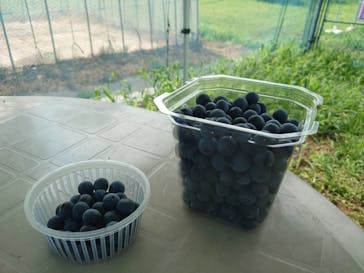 酒々井まがり家に投稿された画像（2022/7/22）