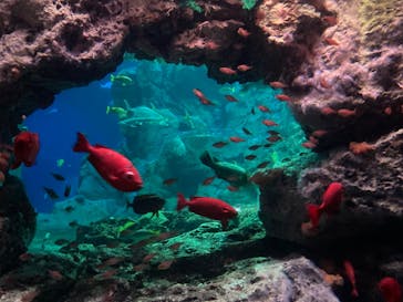 大分マリーンパレス水族館 「うみたまご」に投稿された画像（2022/7/22）