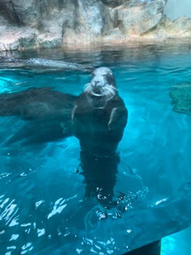 大分マリーンパレス水族館 「うみたまご」に投稿された画像（2022/7/22）