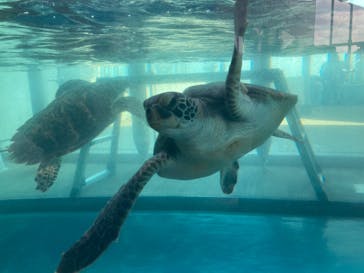 大分マリーンパレス水族館 「うみたまご」に投稿された画像（2022/7/22）