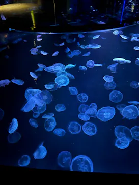 すみだ水族館に投稿された画像（2022/7/22）