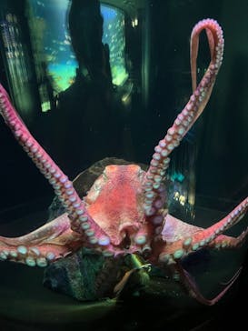 サンシャイン水族館に投稿された画像（2022/7/22）