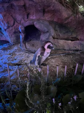 サンシャイン水族館に投稿された画像（2022/7/22）