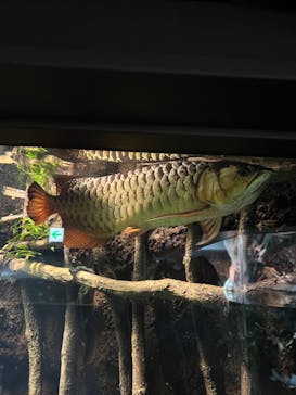 サンシャイン水族館に投稿された画像（2022/7/22）