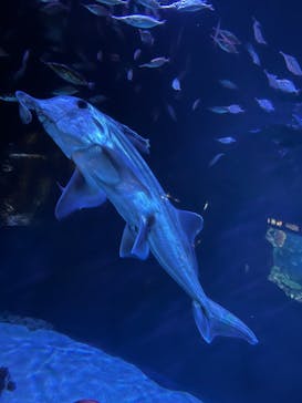 サンシャイン水族館に投稿された画像（2022/7/22）