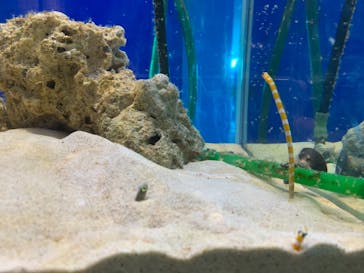 サケのふるさと 千歳水族館に投稿された画像（2022/7/22）