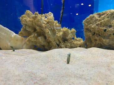 サケのふるさと 千歳水族館に投稿された画像（2022/7/22）