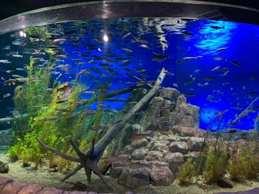 サケのふるさと 千歳水族館に投稿された画像（2022/7/22）