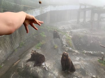 のぼりべつクマ牧場に投稿された画像（2022/7/22）