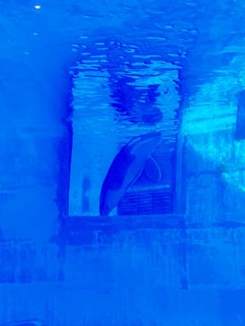 名古屋港水族館に投稿された画像（2022/7/20）