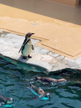 アクアワールド茨城県大洗水族館に投稿された画像（2022/7/23）