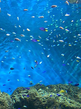 アクアワールド茨城県大洗水族館に投稿された画像（2022/7/23）