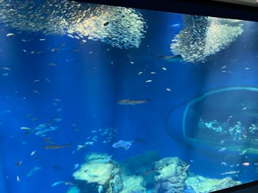 アクアワールド茨城県大洗水族館に投稿された画像（2022/7/23）