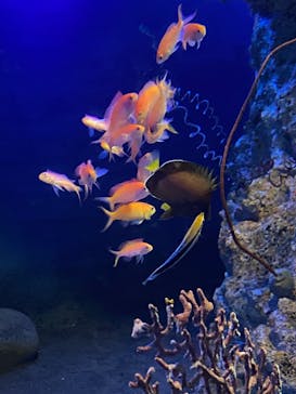 アクアワールド茨城県大洗水族館に投稿された画像（2022/7/23）