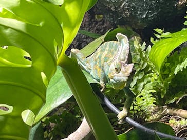 サケのふるさと 千歳水族館に投稿された画像（2022/7/23）