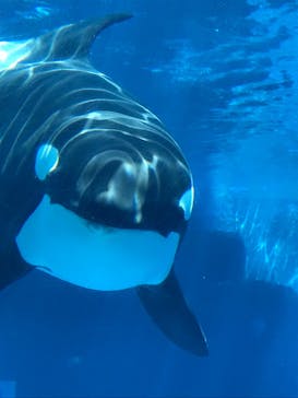 名古屋港水族館に投稿された画像（2022/7/23）