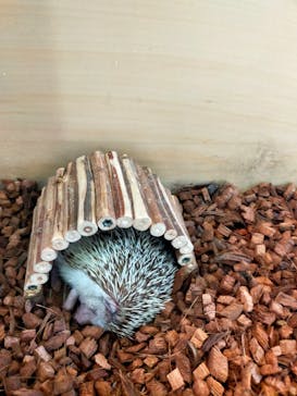 Moff animal cafe iias つくば店に投稿された画像（2022/7/23）