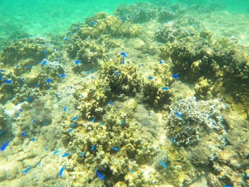 沖縄マリンサービス碧に投稿された画像（2022/7/23）