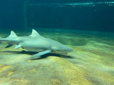 アクアワールド茨城県大洗水族館に投稿された画像（2022/7/23）
