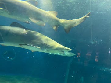 アクアワールド茨城県大洗水族館に投稿された画像（2022/7/23）