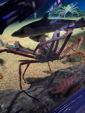 アクアワールド茨城県大洗水族館に投稿された画像（2022/7/23）