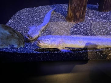 マリンワールド海の中道に投稿された画像（2022/7/23）