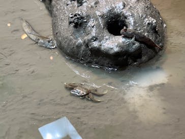 マリンワールド海の中道に投稿された画像（2022/7/23）