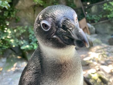 伊豆シャボテン動物公園に投稿された画像（2022/7/23）