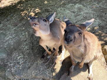 伊豆シャボテン動物公園に投稿された画像（2022/7/23）
