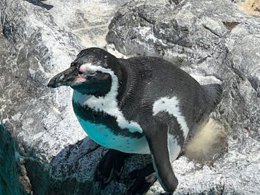 アクアワールド茨城県大洗水族館に投稿された画像（2022/7/23）