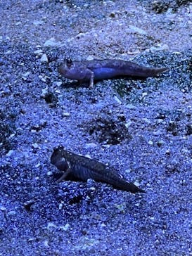 アクアワールド茨城県大洗水族館に投稿された画像（2022/7/23）