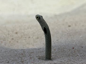 アクアワールド茨城県大洗水族館に投稿された画像（2022/7/23）