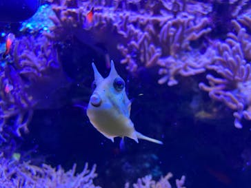 名古屋港水族館に投稿された画像（2022/7/23）