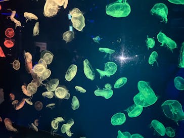 名古屋港水族館に投稿された画像（2022/7/23）