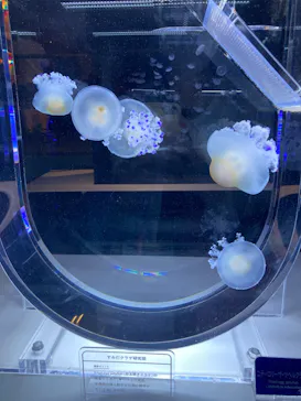 すみだ水族館に投稿された画像（2022/7/23）