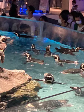 すみだ水族館に投稿された画像（2022/7/23）